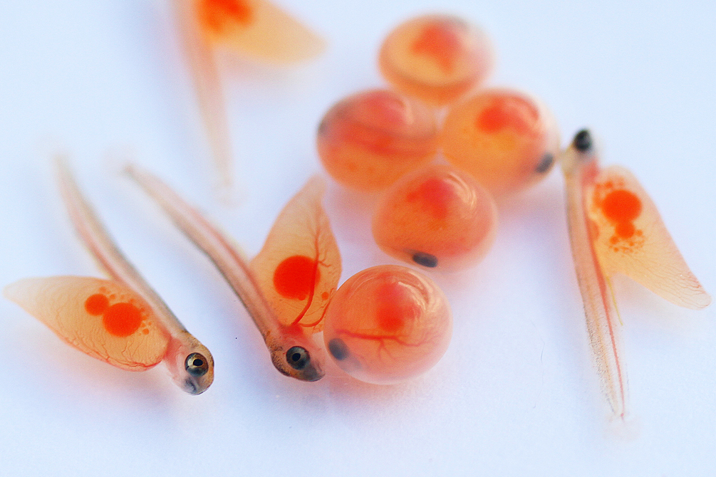 تخم چشم زده ماهی قزل آلا رنگین کمان تخم چشم زده ماهی قزل آلا رنگین کمان