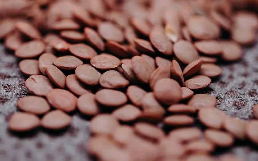 واردات حبوبات - عدس - ذرت